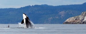 Orca jumping